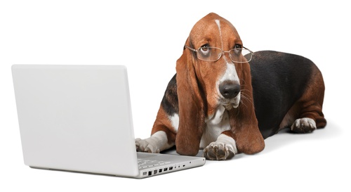chien portant une paire de lunette devant un ordinateur portable