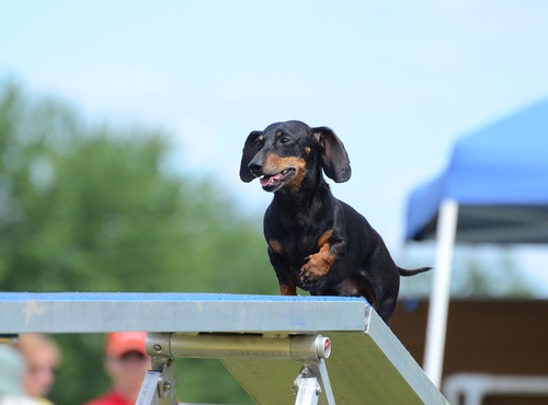 dressage chien agility proche de Gray